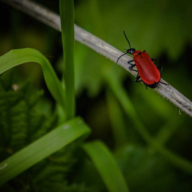 Oxford Mail: Bug hunt by Simon Gannon
